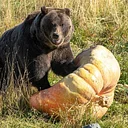 BIG BEARS BIG VEGGIES 2026