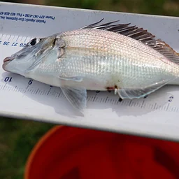 Catch & Release: Fishing Series (Afternoon Event)