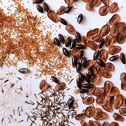 Collect native seed & ID grasses – location TBD