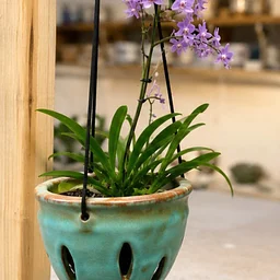 Orchid & Succulent Planters