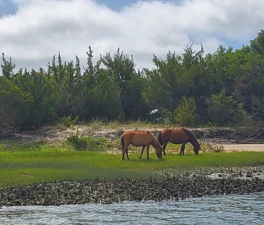 Exploring Coastal Habitats on the Rachel Carson Reserve