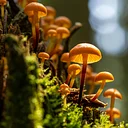 Nature Academy · The Hidden Kingdom