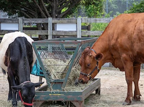 Homeschool Animal Science: Cow Hoof Science