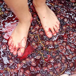 Grape Stomp