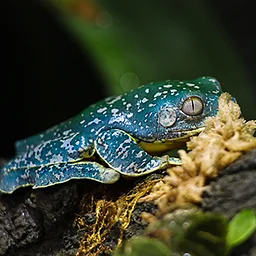Frog Feeding