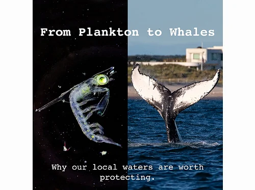 "From Plankton to Whales: Why our local waters are worth protecting" with the Fish Guy, Chris Paparo