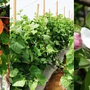 Virginia Avenue Park/Pico Boulevard Farmers Market