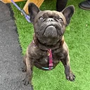 French Bulldog Meet Up