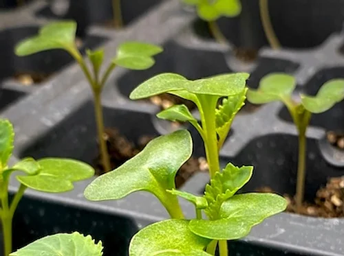 From Landscape to Foodscape: Seed Starting