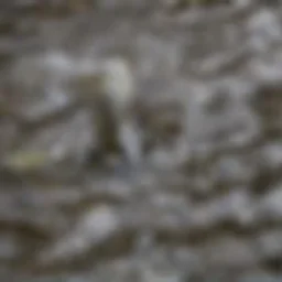 Salmon Sighting - Fishtrap Creek