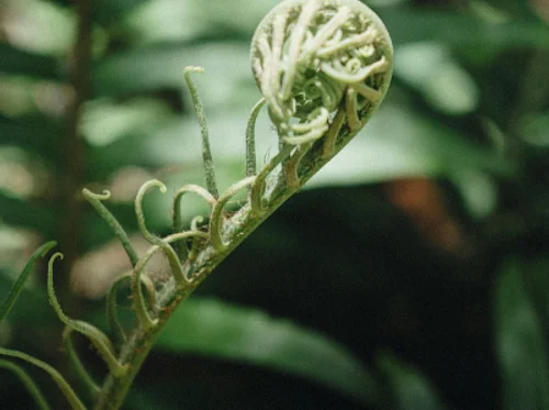 Plant Anatomy for Everyday Gardeners