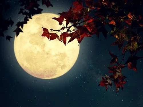 Nature Walk: Full Moon with Bats | Registration Required