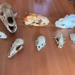 Karen Kobey – Animal Skull Mysteries