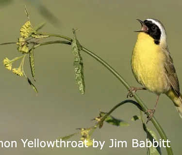 Whelan Lake Bird Sanctuary