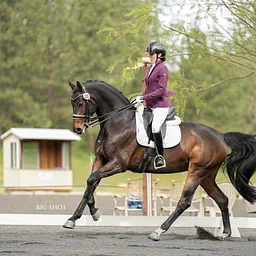 USDF Dressage Show