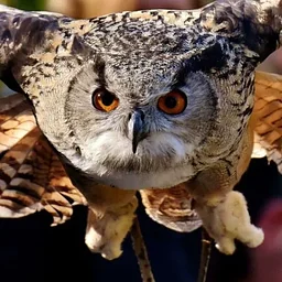 2026 Annual Halloween Owl Prowl