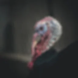 November Steam Saturday Turkey Mazes