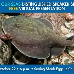 Save Our Seas Distinguished Speaker Series FREE Virtual Presentation