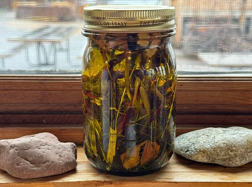 Nordic Medicine from Trees Workshop with Gigi Risberg Stafne