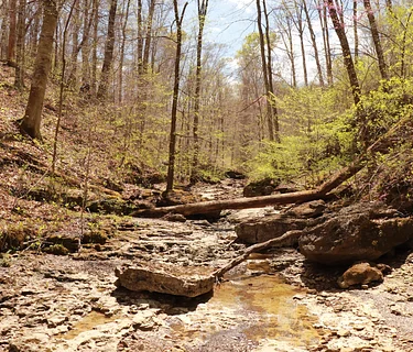 Midweek Nature Stroll