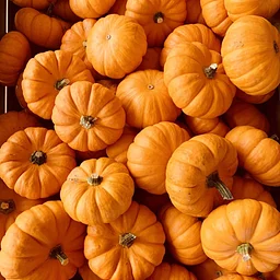 Pumpkin Drop-Off for the Animals of WWFM