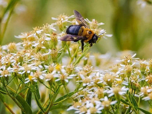 PollinaTours of Green-Wood 