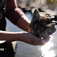 Elizabeth River Project