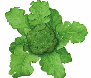 Botanical Illustrations in Watercolor