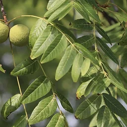 Tree Collection Walk: Walnuts and Hickories