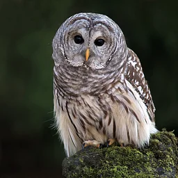 NEC Drop-in: Observant Owls