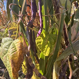 Gathering of Growers Crop Study: Beans