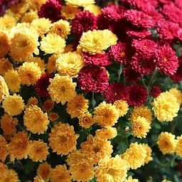 The 13 Chrysanthemum Classes