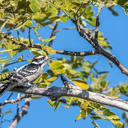 Birding in the Garden