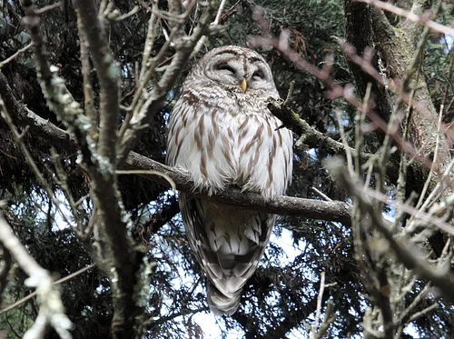NEC Drop-in: Owl Pellet Dissection