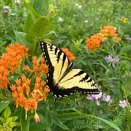 Kentuckiana Native Seed Swap