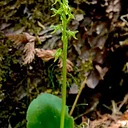Chel Anderson – Northwoods Orchids: their complex and sometimes mysterious lives