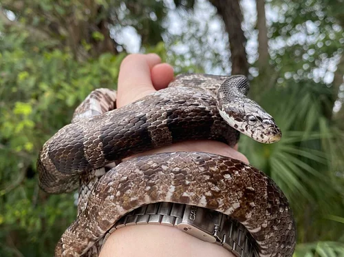 Secret Lives of Snakes