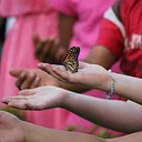 Monarch Butterflies