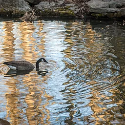 Birding Walk