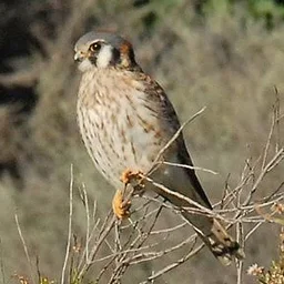 1st Wednesday Bird Walk
