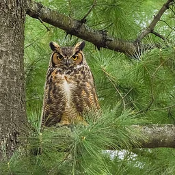 Birding is Accessible: Owl Edition
