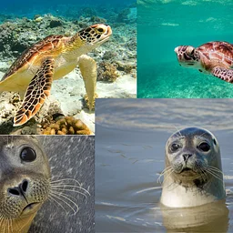 Long Island Sierra Club: Seals and Sea Turtles