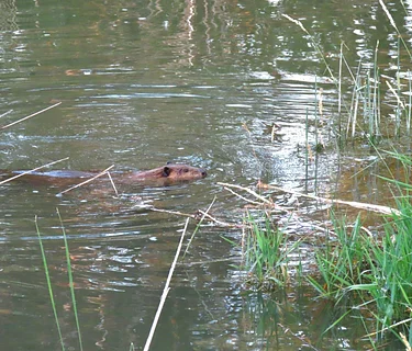 Free Environmental Education Programs (7/11/2026)