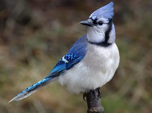 Accessible Birding