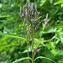 Midsummer Medicinal Plant Walk