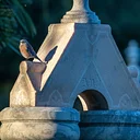 Cemetery Wildlife Walk