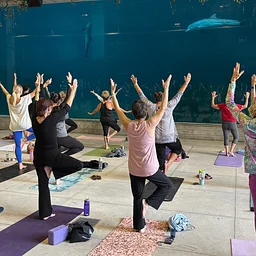 Dolphin Yoga