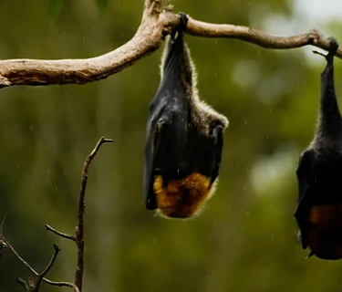 Twilight Bat Watch with Mass Audubon