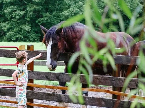 9am Morning Animal Feedings