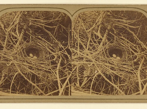 Black Belt Birding Festival